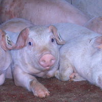 Agrargenossenschaft Ebersbach 2