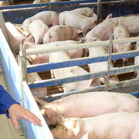 Slider frankenthal 3